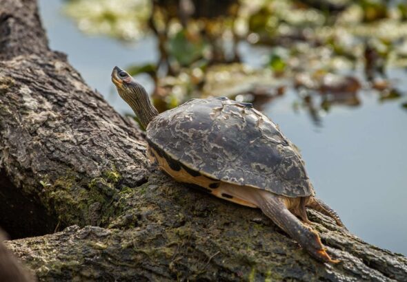 Indian_roofed_turtle_copy_1523x1016.jpg